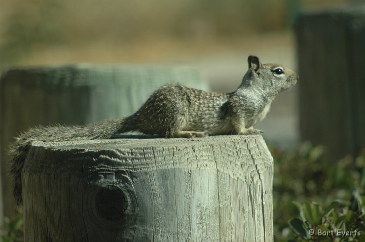 DSC_0916.JPG - California Ground Squirrel